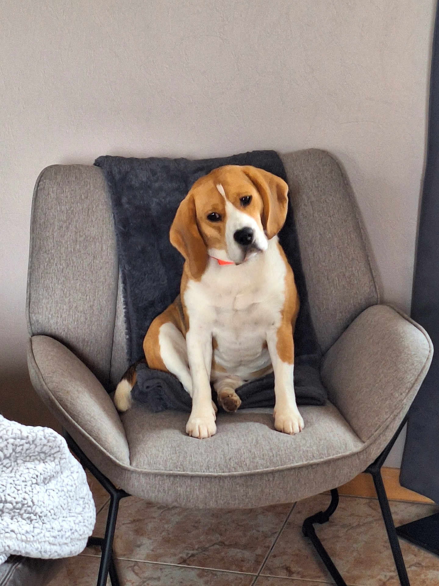 Lola participe au concours pour gagner de l'argent avec cette photo : beagle, dog, puppy, pet, sitting, chair, blanket, indoor, floor, tile, curious, cute, domestic_animal, furniture, head_tilt, brown, white, black, ears, collar