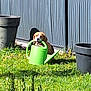 Lola participe au concours pour gagner de l'argent avec cette photo : dog, watering_can, garden, grass, plant_pot, outdoor, sunlight, curious, playful, pet, green, nature, yard, animal, summer, fence, shadow, cute, canine, leaf