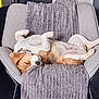 Lola participe au concours pour gagner de l'argent avec cette photo : dog, beagle, sleeping, chair, blanket, indoor, pet, relaxed, canine, fur, resting, comfort, home, legs_up, cozy, domestic_animal, laying_down, paw, snout, cute