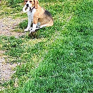 Lola participe au concours pour gagner de l'argent avec cette photo : dog, beagle, grass, toy, outdoor, pet, animal, sitting, greenery, nature, cute, playful, white_toy, fur, ears, collar, pavement, stone_border, looking, obedient