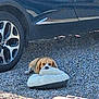 dog, beagle, pillow, gravel, car, outdoor, pet, resting, sunlight, relaxed, canine, vehicle, fur, ears, nose, muzzle, shadow, daytime, comfort, lying_down