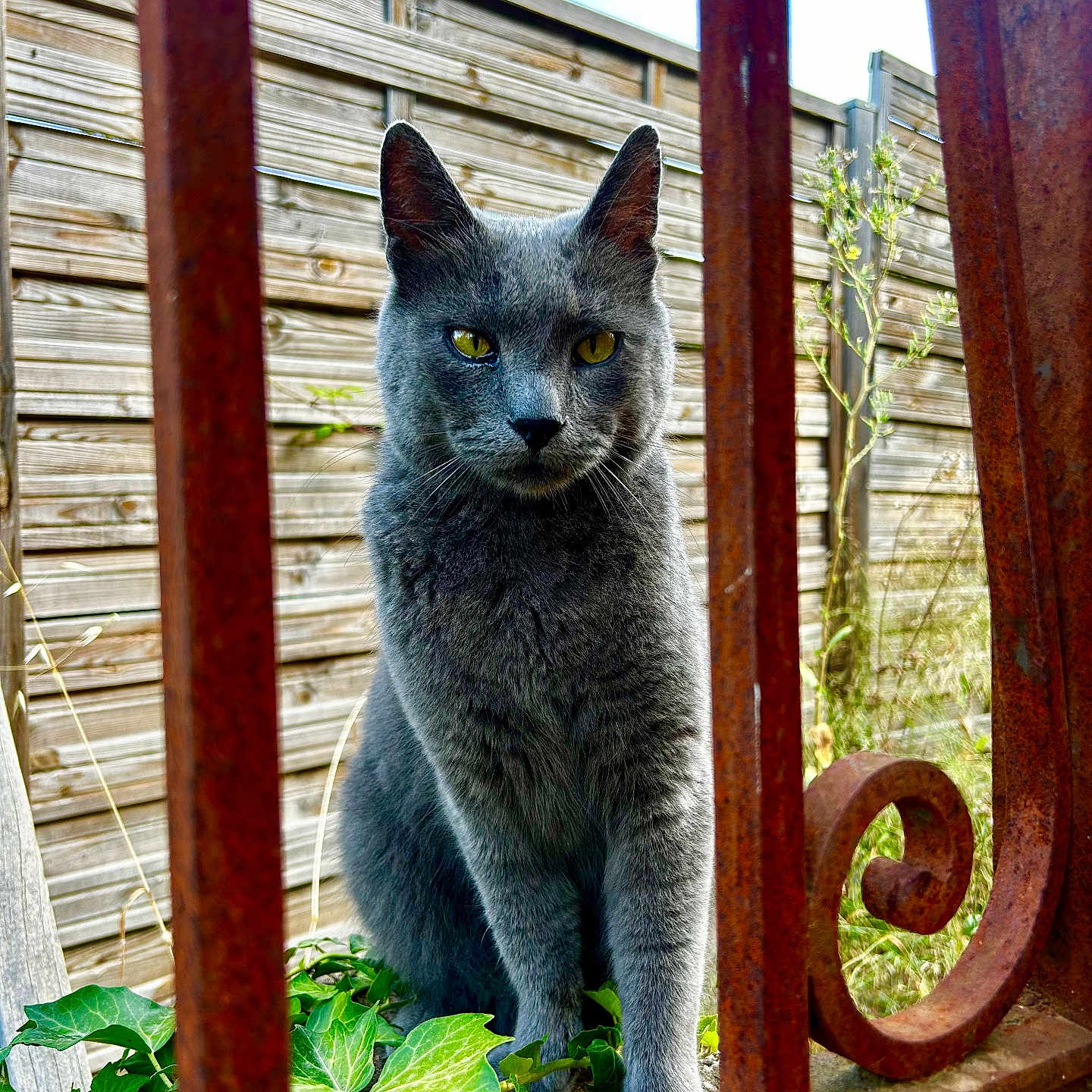 Loki participe au concours pour gagner de l'argent avec cette photo : animal, cat, close_up, curious, daylight, feline, fence, garden, gray_cat, greenery, ivy, nature, outdoor, pet, plant, portrait, rusty_fence, sitting, wooden_fence, yellow_eyes
