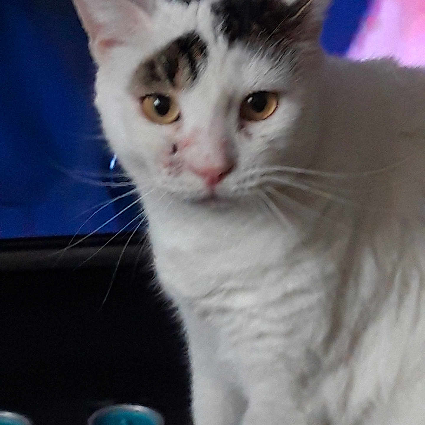 Pichu participe au concours pour gagner de l'argent avec cette photo : animal, background, black_markings, cat, close_up, curious, domestic_cat, ears, eyes, face, feline, fur, indoor, looking, pet, portrait, seated, soft_light, whiskers, white_cat