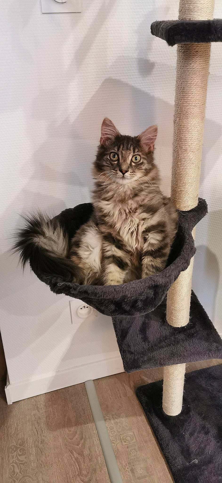 Smookie a rejoint le concours — aidez-le/la à gagner de superbes lots ! british_longhair, carnivore, cat, chair, claw, comfort, domestic_short_haired_cat, felidae, fur, grey, maine_coon, paw, room, sitting, small_to_medium_sized_cats, snout, tail, whiskers, window, wood