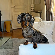 Simone a rejoint le concours — aidez-le/la à gagner de superbes lots ! animal, canine, carpet, couch, cozy, curtains, dachshund, dog, domestic_animal, door, furniture, glass_table, indoor, living_room, pet, pillows, sculpture, stool, white_couch, wooden_floor