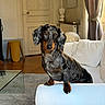 animal, canine, carpet, couch, cozy, curtains, dachshund, dog, domestic_animal, door, furniture, glass_table, indoor, living_room, pet, pillows, sculpture, stool, white_couch, wooden_floor