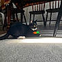 cat, tuxedo_cat, toy_carrot, carpet, dining_table, tablecloth, wooden_chair, chair_leg, sunlight, shadow, whiskers, indoor, floor, pet, pet_toy, curious, alert, yellow_eyes, black_and_white, under_table