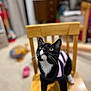 cat, tuxedo_cat, pet, chair, wooden_chair, sweater, clothing, whiskers, eyes, indoor, living_room, bokeh, shallow_depth_of_field, toy, blurred_background, furniture, cute, portrait, looking_up, curious