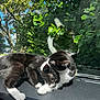 cat, tuxedo_cat, feline, dashboard, car_interior, grooming, cuddling, sunlight, reflection, windshield, leaves, tree, greenery, paw, whiskers, fur, black_and_white, cozy, pet, portrait