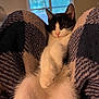 Sushi is registered to the contest to win money with this photo: cat, tuxedo_cat, black_and_white, kitten, pet, cozy, blanket, paws, whiskers, pink_nose, fur, close_up, portrait, relaxed, lounging, indoor, living_room, window, blanket_texture, soft_lighting