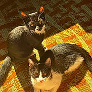 Sushi is registered to the contest to win money with this photo: cat, kitten, tuxedo_cat, two_kittens, sunlight, orange_carpet, patterned_floor, indoor, whiskers, golden_light, looking_up, wide_eyes, paws, tail, shadow, pet, close_up, portrait, cozy, feline