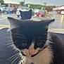 Sushi joined the competition — help win amazing prizes! cat, kitten, pet, black_and_white, collar, bell, whiskers, close_up, blurry, parking_lot, background_cat, ears, fur, portrait, foreground, domestic_cat, cute, outdoor, shopping_center, animal