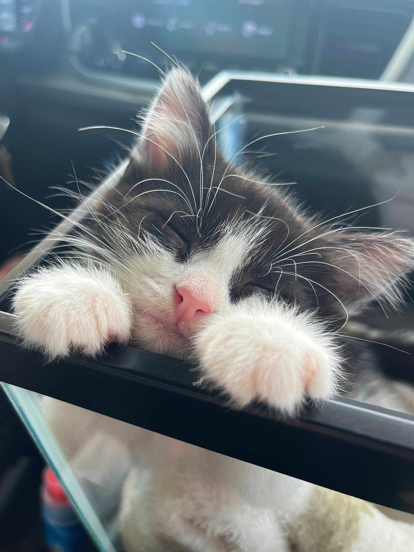 Sushi is registered to the contest to win money with this photo: kitten, cat, sleeping, close_up, pink_nose, whiskers, paws, black_and_white, fur, cute, pet, portrait, cozy, nap, interior, car_dashboard, glass, shallow_depth_of_field, soft_lighting, whisker_detail