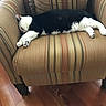 Bubbles is registered to the contest to win money with this photo: armchair, black_and_white, cat, comfort, cozy, domestic, face, fur, furniture, home, indoor, paws, pet, relaxation, resting, sleeping, striped, striped_fabric, window_light, wood_floor
