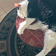 Bubbles joined the competition — help win amazing prizes! animal, black_and_white, cat, closeup, cozy, cushion, feline, floor_tiles, fur, home, indoor, patterned_rug, pet, quiet, relaxing, resting, sleeping, soft_light, stool, sunlight