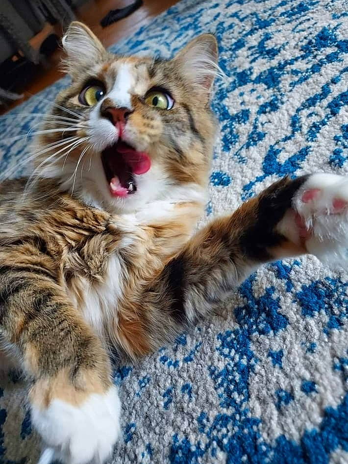 Hailie joined the competition — help win amazing prizes! carnivore, cat, claw, domestic_short_haired_cat, eye, fang, felidae, foot, fur, paw, photo_caption, small_to_medium_sized_cats, snout, tail, terrestrial_animal, whiskers, yawn