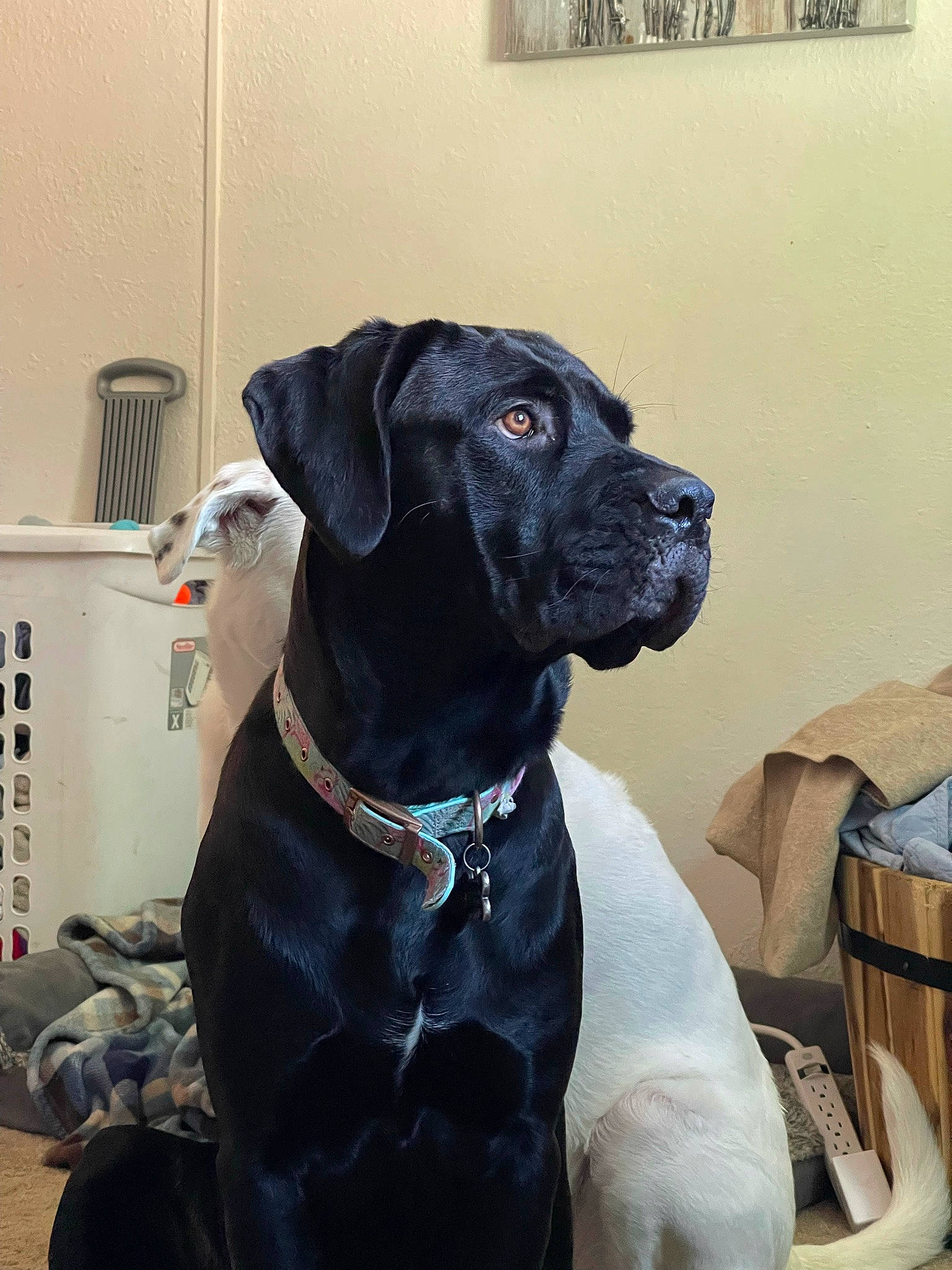 Lyra is registered to the contest to win money with this photo: borador, box, canidae, carnivore, collar, companion_dog, dog, dog_breed, dog_collar, dog_supply, fawn, fur, guard_dog, gun_dog, liver, personal_protective_equipment, pet_supply, retriever, whiskers, working_animal