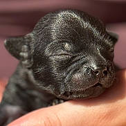 Athéna a rejoint le concours — aidez-le/la à gagner de superbes lots ! adorable, animal, black_fur, close_up, cute, dog, domestic_animal, ears, fur, hand, nose, peaceful, pet, portrait, puppy, resting, sleeping, small, whiskers, young