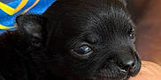 Athéna participe au concours pour gagner de l'argent avec cette photo : animal, black_dog, canine, close_up, cute, domestic_animal, eyes, face, fur, hand, indoor, mammal, nose, pet, portrait, puppy, resting, small, soft_light, young