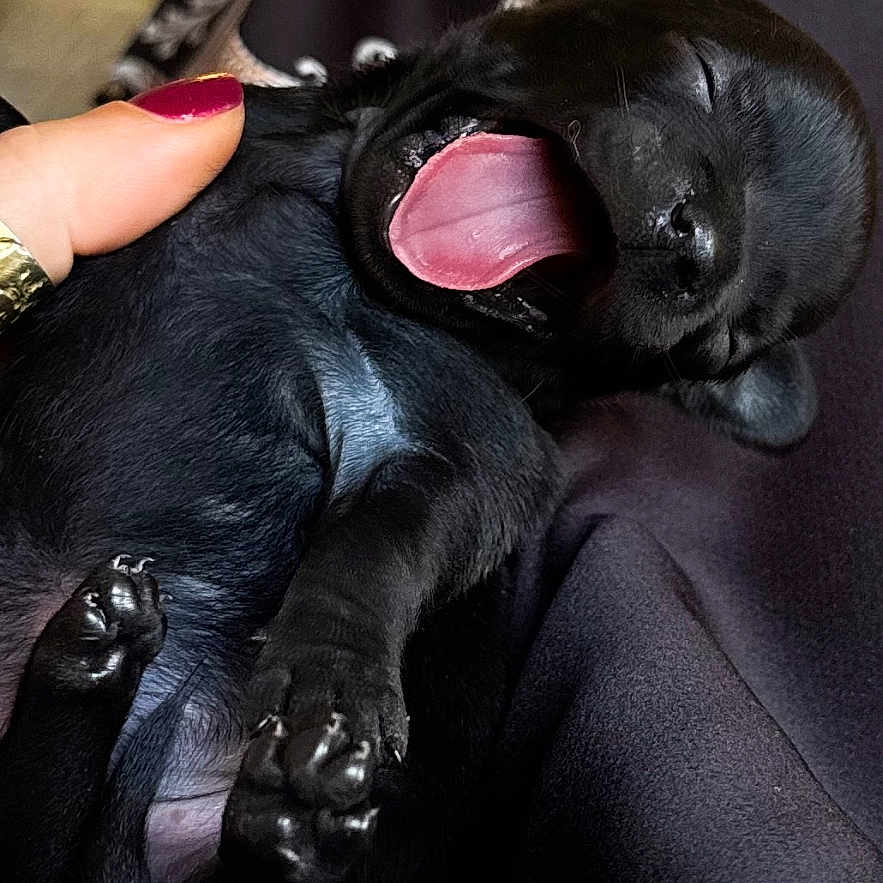 Athéna a rejoint le concours — aidez-le/la à gagner de superbes lots ! adorable, animal, black_dog, close_up, cozy, cute, fur, hand, human, indoor, patterned_fabric, paw, pet, puppy, resting, sleepy, small, soft, tiny, yawning