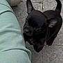 Athéna a rejoint le concours — aidez-le/la à gagner de superbes lots ! animal, black_dog, companion, curious, cute, dog, ears, friendly, looking_up, outdoor, paw, person, pet, puppy, shorts, small_dog, stone_pavement, tail, white_shoes, young_dog
