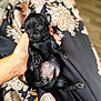Athéna a rejoint le concours — aidez-le/la à gagner de superbes lots ! animal, belly, black_fur, blanket, closeup, cute, dog, hand, human_hand, indoors, newborn, patterned_fabric, paw, peaceful, pet, puppy, resting, sleeping, small, soft_light