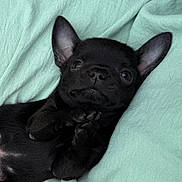 Athéna participe au concours pour gagner de l'argent avec cette photo : adorable, animal, black, blanket, closeup, cozy, cute, dog, ears, fur, indoors, paws, pet, portrait, puppy, resting, sleepy, small, soft, young