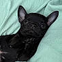 adorable, animal, black, blanket, closeup, cozy, cute, dog, ears, fur, indoors, paws, pet, portrait, puppy, resting, sleepy, small, soft, young