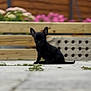 Athéna a rejoint le concours — aidez-le/la à gagner de superbes lots ! adorable, animal, black_dog, curious, cute, daylight, dog, ears, flowers, fur, garden, nature, outdoor, pavement, pet, puppy, sitting, small, wooden_fence, young