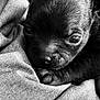 Athéna a rejoint le concours — aidez-le/la à gagner de superbes lots ! adorable, animal, black_and_white, close_up, companion, cozy, cute, dog, domestic_animal, face, fur, pet, portrait, puppy, resting, sleepy, small, snuggled, soft_texture, young