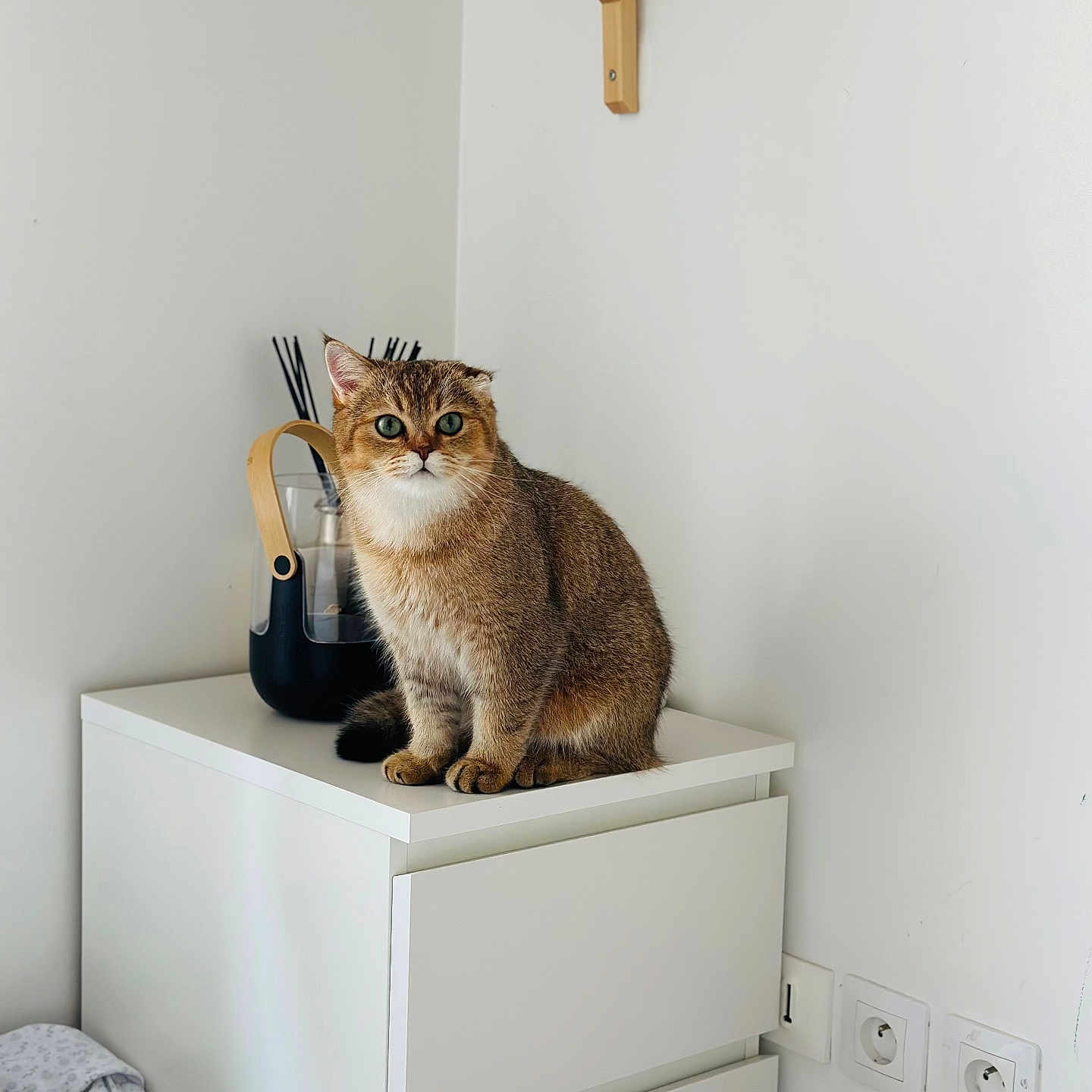 Pop Corn a rejoint le concours — aidez-le/la à gagner de superbes lots ! animal, cat, clean, curious, cute, decor, domestic, ears, feline, fur, green_eyes, household, indoor, minimalist, pet, portrait, sitting, wall_sockets, white_cabinet, wooden_handle