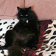 Baksik joined the competition — help win amazing prizes! cat, black_cat, fluffy, sitting, blanket, patterned_blanket, cushions, indoor, pet, animal, fur, relaxed, home, feline, resting, portrait, cute, whiskers, tail, cozy