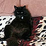 cat, black_cat, fluffy, sitting, blanket, patterned_blanket, cushions, indoor, pet, animal, fur, relaxed, home, feline, resting, portrait, cute, whiskers, tail, cozy