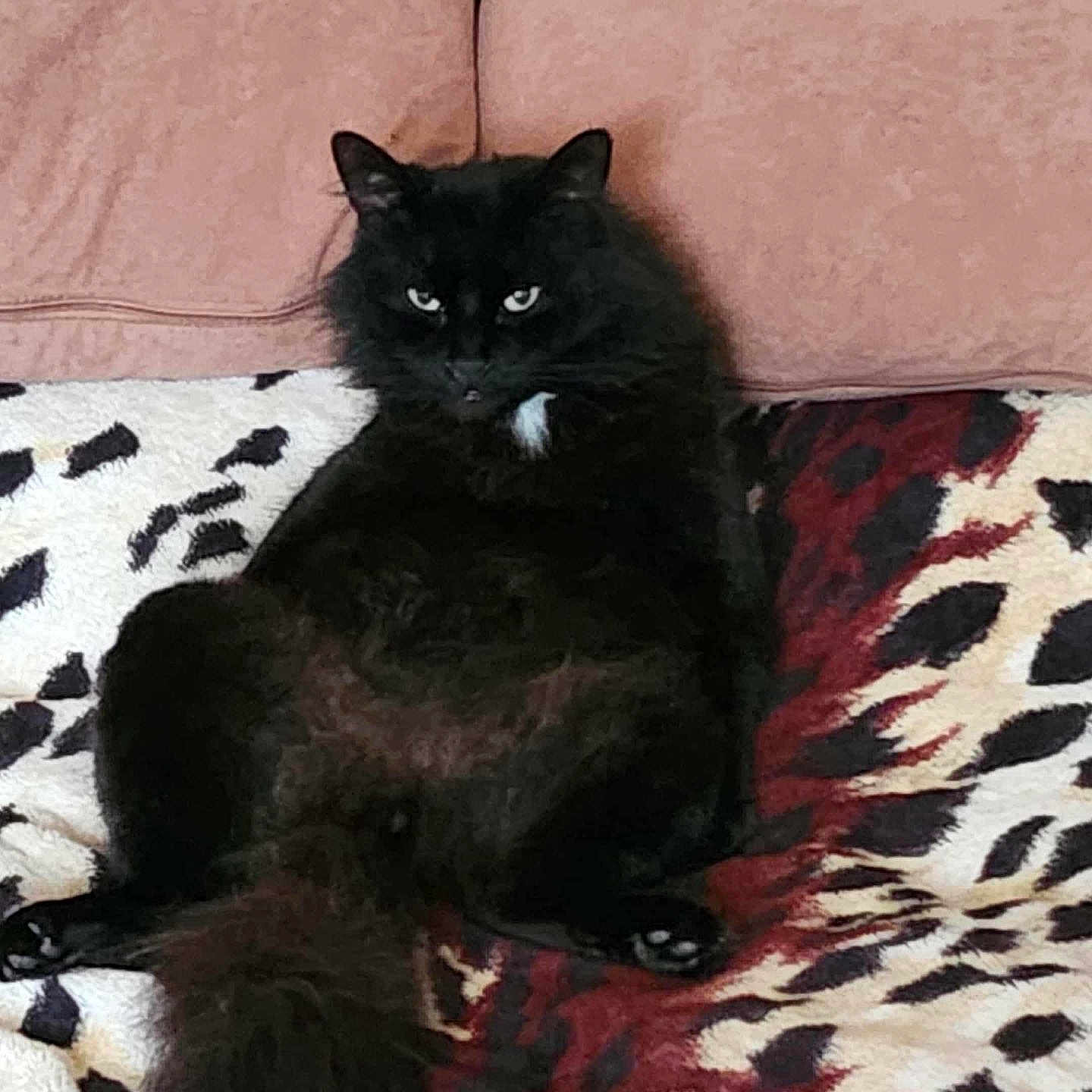 Baksik joined the competition — help win amazing prizes! animal, black_cat, blanket, cat, cozy, cushions, cute, feline, fluffy, fur, home, indoor, patterned_blanket, pet, portrait, relaxed, resting, sitting, tail, whiskers