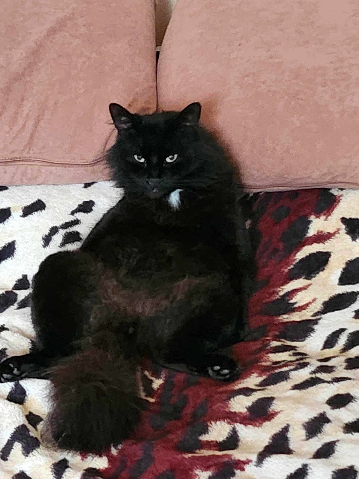 Baksik joined the competition — help win amazing prizes! cat, black_cat, fluffy, sitting, blanket, patterned_blanket, cushions, indoor, pet, animal, fur, relaxed, home, feline, resting, portrait, cute, whiskers, tail, cozy