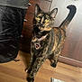 cat, tortoiseshell_cat, pet, collar, heart_pendant, wooden_floor, furniture, indoor, curious, animal, domestic_cat, standing, yellow_eyes, fur, whiskers, tail, cute, alert, household, closeup