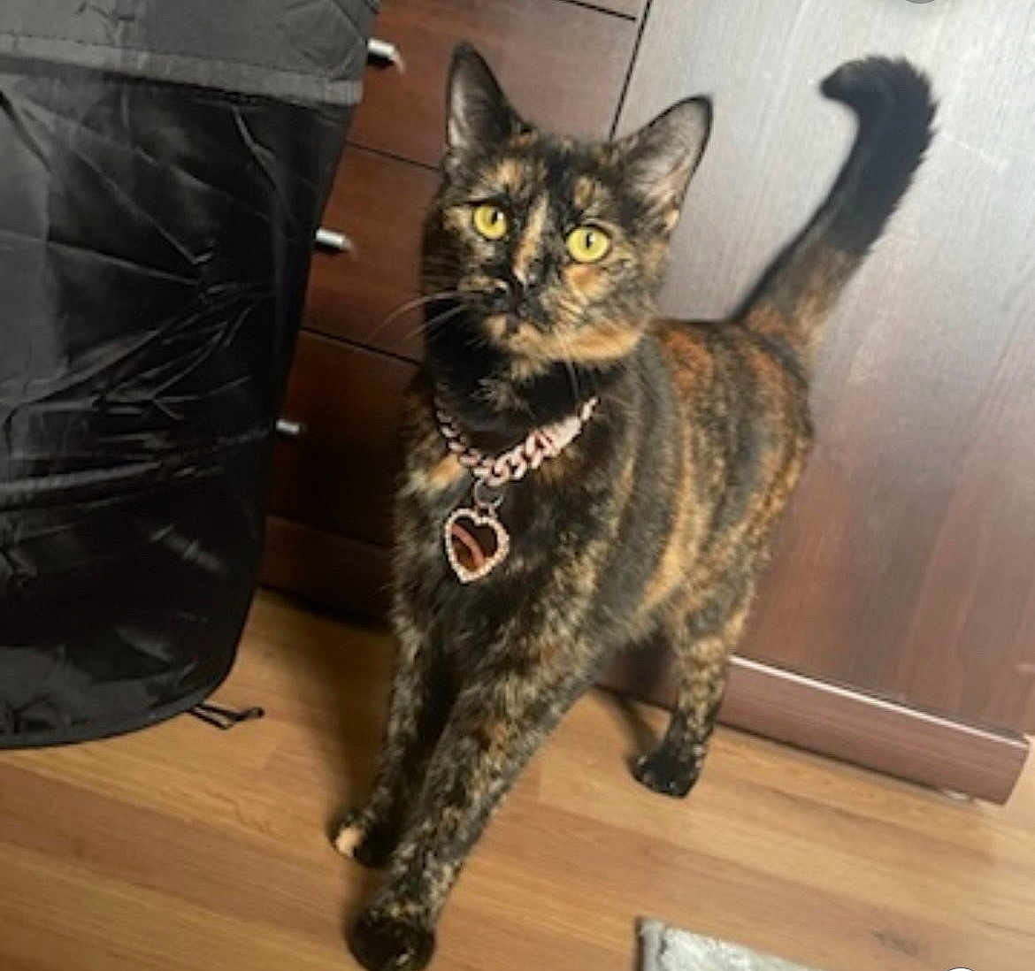 Hazel