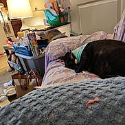 Scarlet is registered to the contest to win money with this photo: cat, indoor, couch, blanket, lamp, storage_bin, clutter, household_items, black_cat, patterned_fabric, sleeping_cat, door, bag, floor, socks, light, furniture, relaxing, cozy, home