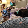 cat, indoor, couch, blanket, lamp, storage_bin, clutter, household_items, black_cat, patterned_fabric, sleeping_cat, door, bag, floor, socks, light, furniture, relaxing, cozy, home