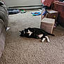Scarlet joined the competition — help win amazing prizes! cat, black_and_white_cat, carpet, living_room, window, cat_bed, toys, cardboard_box, furniture, couch, natural_light, floor, pet, relaxing, indoor, cozy, home, sleeping_cat, whiskers, tail