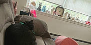 Scarlet joined the competition — help win amazing prizes! cat, black_cat, couch, blanket, window, figurines, clock, chips, snack, indoor, living_room, decor, carpet, relaxing, pet, napping, soft_furniture, daylight, home, cozy