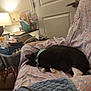 Scarlet is registered to the contest to win money with this photo: cat, sleeping, couch, patterned_fabric, collar, indoor, lamp, storage_bins, clutter, door, furniture, household_items, relaxing, pet, black_and_white, cozy, tired, home, resting, domestic