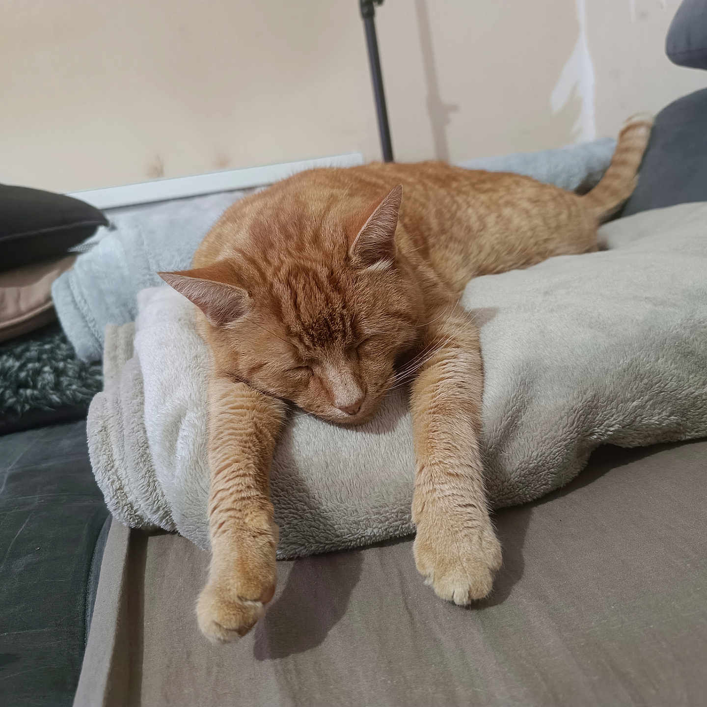 Toulouse participe au concours pour gagner de l'argent avec cette photo : abyssinian, animal, blanket, canine, cat, couch, cushion, dog, dogbed, furniture, homedecor, indoors, interiordesign, kitten, manx, person, pet, pillow, sleeping