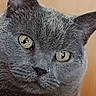 Cachou participe au concours pour gagner de l'argent avec cette photo : asian, black_cat, british_shorthair, carnivoran, cat, cat_like_mammal, chartreux, domestic_short_haired_cat, european_shorthair, fauna, fur, german_rex, korat, mammal, nebelung, russian_blue, small_to_medium_sized_cats, snout, whiskers