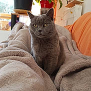 Cachou a rejoint le concours — aidez-le/la à gagner de superbes lots ! british_shorthair, carnivoran, cat, cat_like_mammal, chartreux, domestic_short_haired_cat, european_shorthair, fauna, fur, kitten, korat, mammal, russian_blue, small_to_medium_sized_cats, snout, whiskers