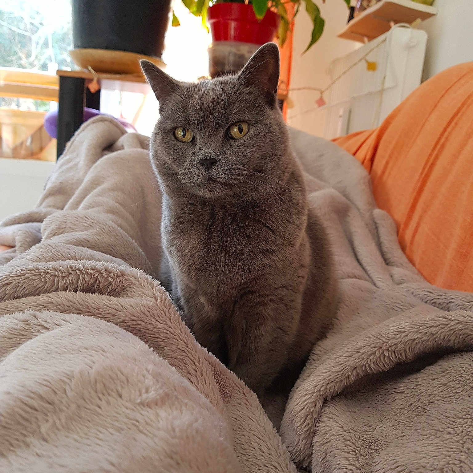 Cachou