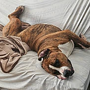Maiko a rejoint le concours — aidez-le/la à gagner de superbes lots ! dog, brindle, couch, blanket, relaxed, resting, indoor, pet, canine, fur, white_background, lying_down, comfort, cozy, sleepy, domestic_animal, animal, paw, ear, nose