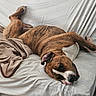 dog, brindle, couch, blanket, relaxed, resting, indoor, pet, canine, fur, white_background, lying_down, comfort, cozy, sleepy, domestic_animal, animal, paw, ear, nose