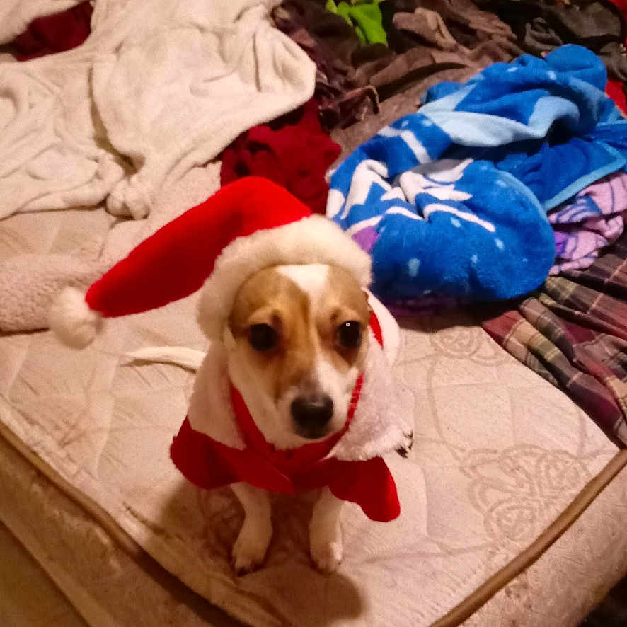 Oliver joined the competition — help win amazing prizes! bedroom, blankets, brown_and_white, canine, christmas_costume, clothes, dog, fabric, festive, floor, holiday, holiday_outfit, indoor, looking_up, mattress, messy, pet, santa_hat, small_dog, soft_toys