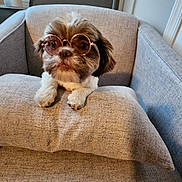 Andi joined the competition — help win amazing prizes! accessory, animal, brown, companion, couch, cute, cute_pet, dog, fluffy, furniture, home, indoor, living_room, pet, pillow, portrait, relaxed, small_dog, sunglasses, white